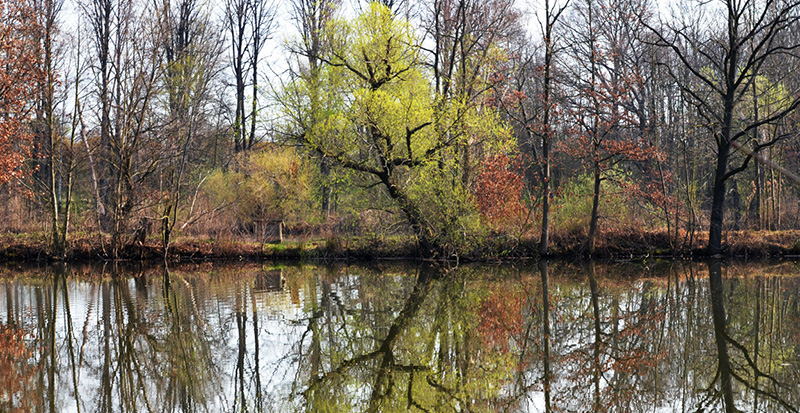 Zusammenarbeit in der Natur